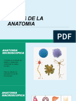 Ramas de La Anatomia