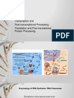 Transcription and Post-Transcriptional Processing Translation and Post-Translational Protein Processing