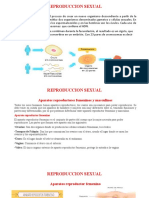 Aparatos reproductores