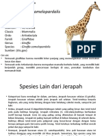 Giraffe_Species_Characteristics