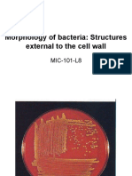 Morphology of Bacteria: Structures External To The Cell Wall