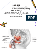 STRUKTUR SISTEM REPRODUKSI PRIA