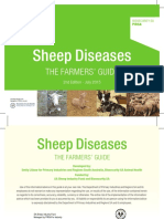 sheep4