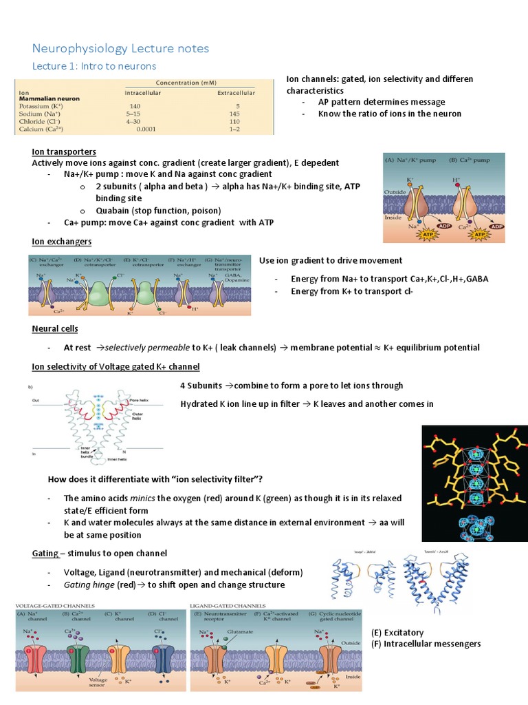 Neurophysiology Lecture Notes: Lecture 1: Intro To Neurons | PDF ...