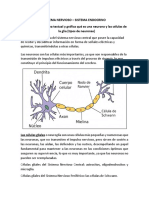 Taller Sistema Nervioso - Sistema Endocrino