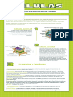 Infografìa de Las Celulas Animal y Vegetal