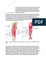 Anatomi Dan Biomekanik Sendi Lutut