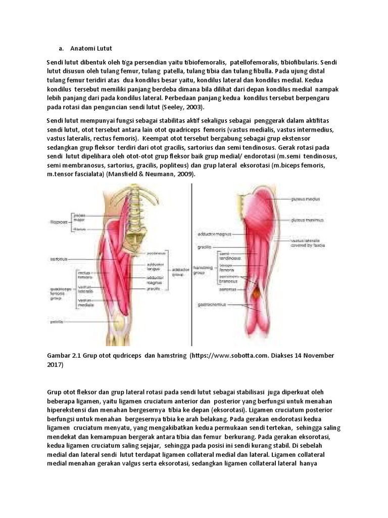 Anatomi Dan Biomekanik Sendi Lutut Pdf
