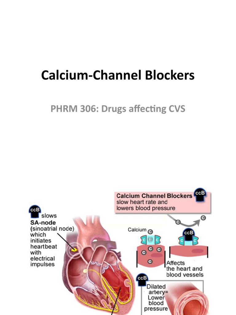 Overview of Calcium-Channel Blockers | PDF | Coronary Circulation ...
