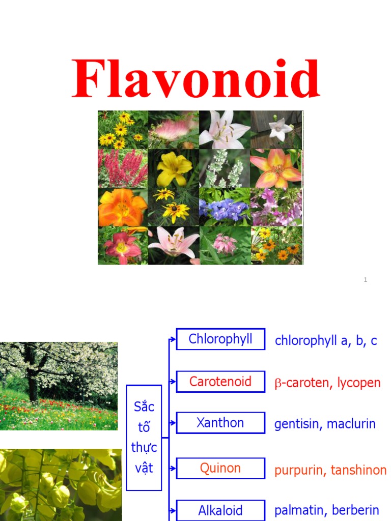 Chương 6. Flavonoid | PDF