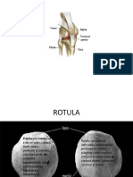 ROTULA Proiect