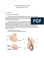 Anatomi Alat Reproduksi Pada Pria