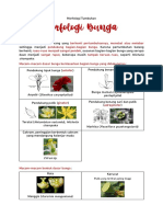 Rangkuman Morfologi