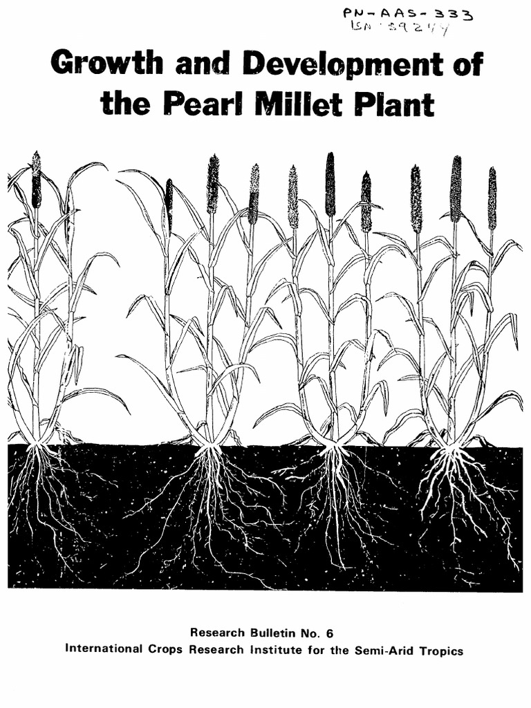 Growth Developt Pearl Millet PDF Leaf Root