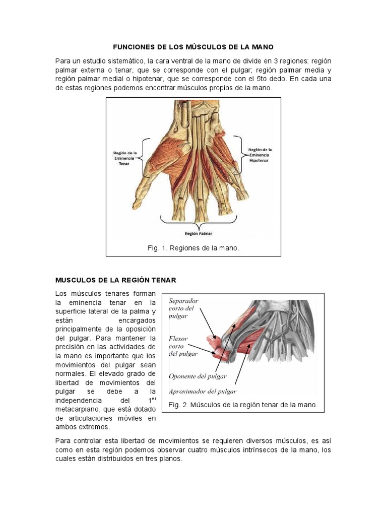 crecer Desanimarse Catarata Músculos de La Mano | PDF | Mano | Anatomía humana