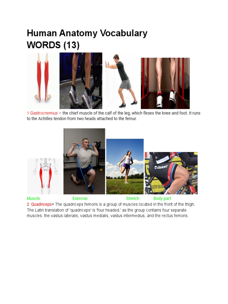 Human Anatomy Vocabulary PDF