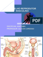 Aula 7 - Sistema Reprodutor Masculino