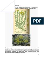 Helichrysum Arenarium
