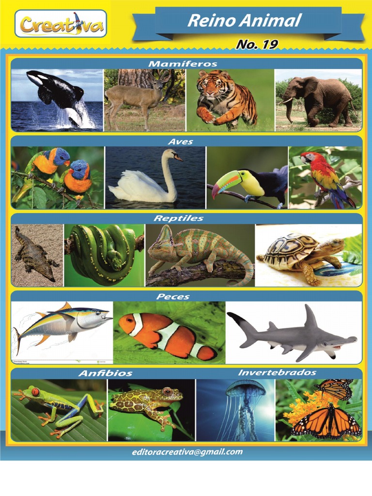 Reino Animal | PDF, image size:768x1024