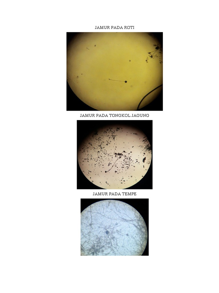 Jamur Pada Roti | PDF