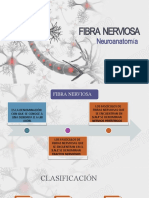 Fibras nerviosas: clasificación y estructura