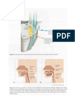 198 Vagus Nerve