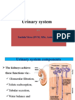 Urinary System: Tsedalu Yirsa (DVM, MSC, Assist Prof.)