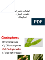 طحالب خضراء