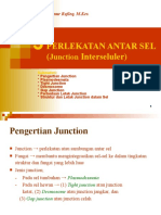 Biodasar 5 Junction Sel