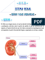 Sistema Renal