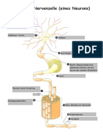 02b Bau Eines Neurons (AB) - Bearbeitet