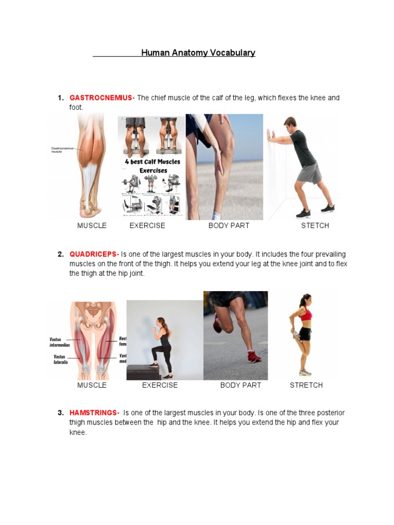 Human Anatomy Vocabulary 1 PDF