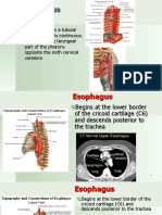 04 - Esophagus