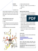 Guia Rápida Para Elaborar Mapa Mental