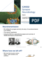 Synapse Neurobiology: Week 6