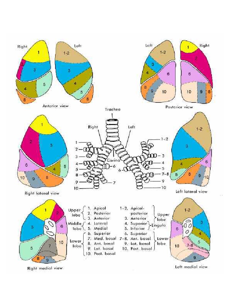 Lung Segments | PDF