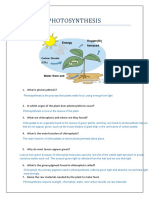 Classwork 2 Photosynthesis