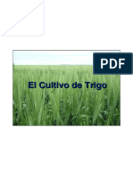 Teorico_cultivo_trigo_2014_para_publicar
