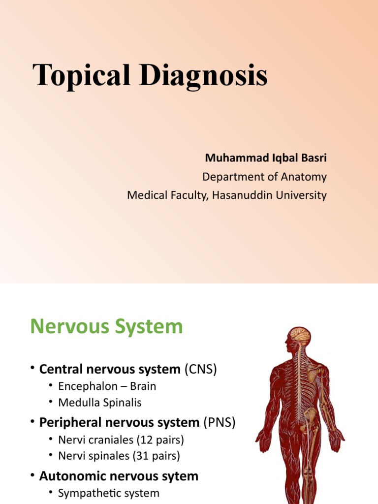 Topical Diagnosis: Department of Anatomy Medical Faculty, Hasanuddin ...