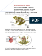 La Circulacion en Animales Anfibios