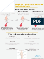Infografía de Anatomía Humana Básica-Por Joardin Guido Loaisiga
