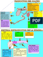 Organos Reproductores Del Cuy)