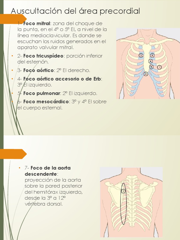 Focos y Ruidos Cardíacos en Auscultación | PDF | Corazón | Angiología