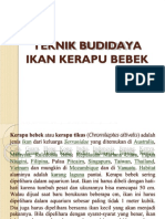 PDF Ikan Kerapu Bebek DL