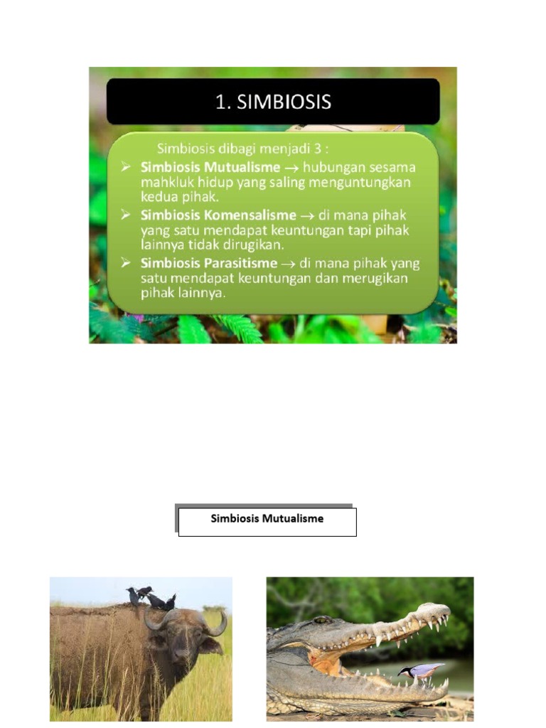 5 Simbiosis Mutualisme Hewan Ini Jarang Diketahui Ada Sesama Predator