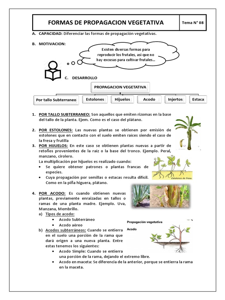 Formas de Propagación Vegetativa | PDF | Tallo de la planta | Ramas de ...