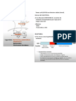 Hormonas Esteroideas