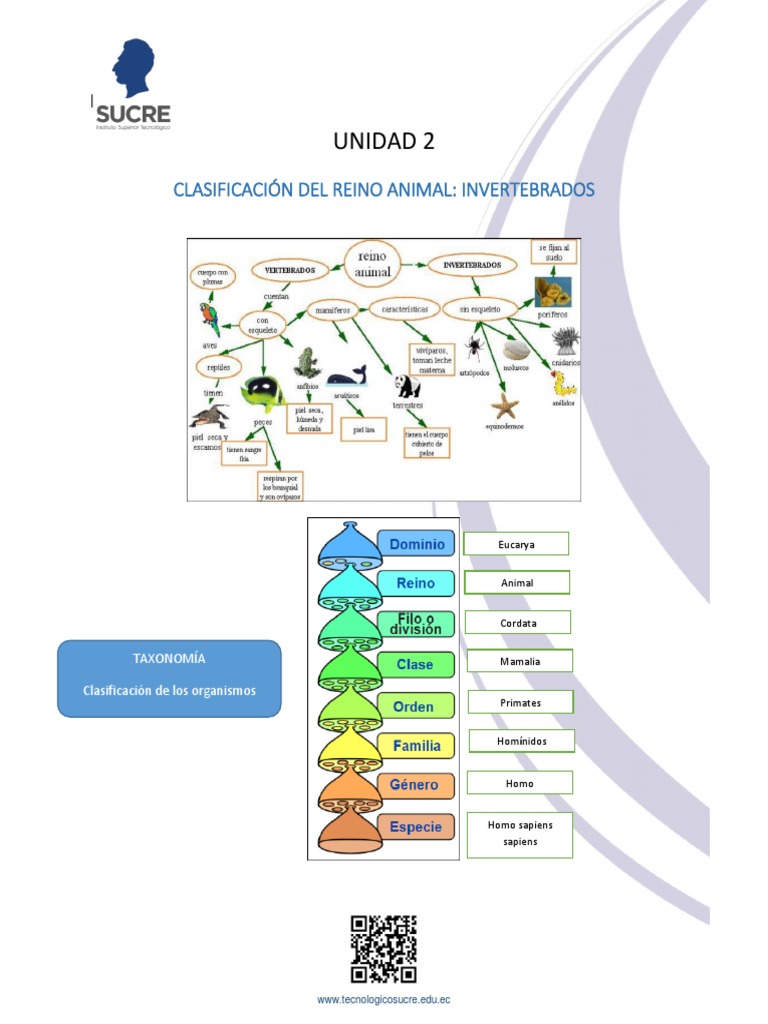 Filo de Radiados: Cnidarios y Ctenóforos | PDF | Organismos | Anatomía