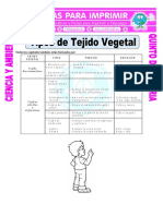 Ficha Tipos de Tejido Vegetal para Quinto de Primaria