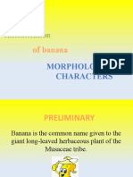 Identification: Banana